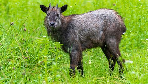 動物代表|いくつ知っている？ 日本固有の生きものたち 